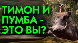 😂🐗🐾Тимон и Пумба – они всё таки существуют!😁