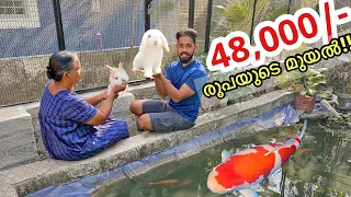 രണ്ട് മുയലിനെ മേടിച്ചു വീട്ടിൽ ചെന്നു !! | Bought Two American Minilop