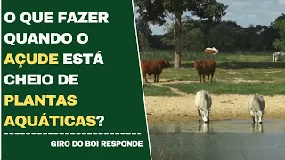 03/05/2022 - O que fazer quando o açude está cheio de plantas aquáticas?