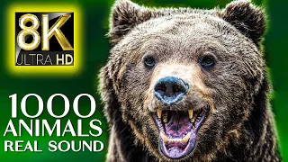 1000 Animals and Real Sound 8K ULTRA HD - Most Beautiful ANIMALS in the World with Relaxing Music