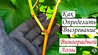 Как определить вызревание лозы винограда