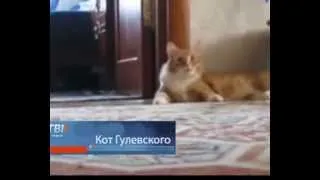 Гулевский и его Кот