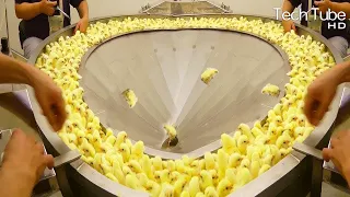 Incredible Modern Farming Egg Harvest Technology | Hatchery Chicks How To Produce