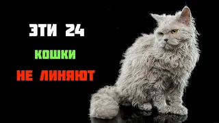 ТОП 24 пород кошек, которые не линяют