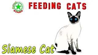 Feeding Siamese Cats And Kittens. Siamese food 🐶 🐒 🐼 How To Feed Your Cat Correctly Siamese cat food
