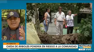 Habitantes de dos barrios en Bello denuncian que unos 15 árboles podrían desplomarse