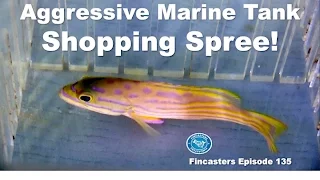 Aggressive Marine Tank -- Shopping Spree Fincasters Episode 135