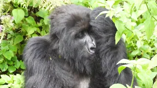Wildlife of Africa - Primates in Rwanda