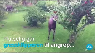 Moose destroys lawnmower