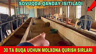 MOLXONA QURISH SIRLARI BUQALARGA QANDAY SHAROIT QILINADI SOVUQDA