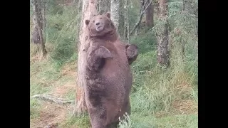 Giant fat bear at Brooks Falls