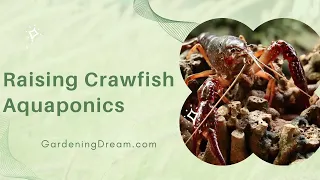 Raising Crawfish Aquaponics