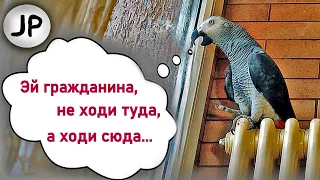 ✅ ОБРУГАЛА СТРОИТЕЛЕЙ ЗА ОКНОМ 🤣 🐦 ЖАКО ПЕТРУНЯ | FUNNY PARROT ZHAKO PETRUNYA 🔥 (СУБТИТРЫ)