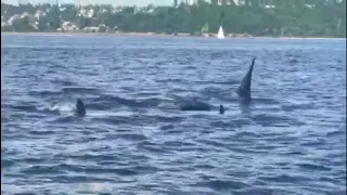 WATCH: Whales frolic in Seattle's Elliott Bay