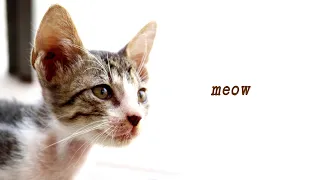 kitten meowing sound (lyric video)🐈🐾