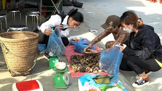 Harvesting Stone Snails Goes to the market to sell goods | Lý Thị Ca