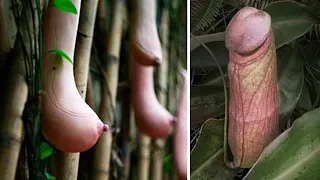 20 Most Unique Fruits You've Never Heard Of