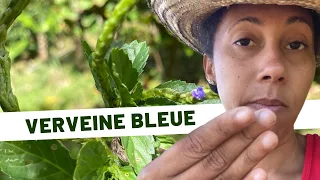 🌱Plantes médicinales /Jour 27: la verveine bleue