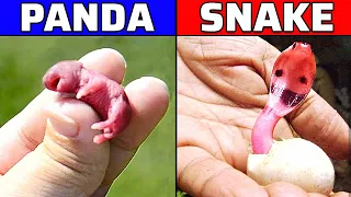 जानवरों के बच्चें पैदा होते वक्त कैसे दीखते है | What Do Animal Babies Look Like?