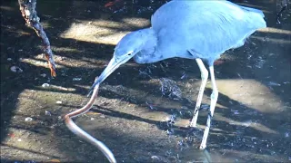 10 20 17 Heron versus Snake Eel