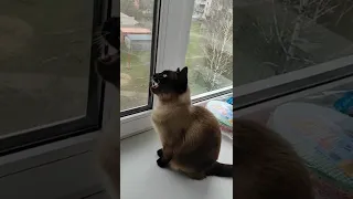Кішка Пушинка розмовляє з птахами.