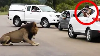 Lion Shows Tourists Why You Must Stay Inside Your Car