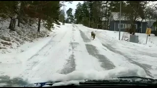 Susi juoksenteli Tammelan keskustassa