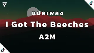 แปลเพลง I Got The Beeches - A2M , TikTok Song (20+)