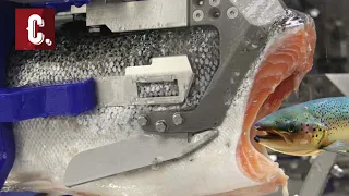 Amazing Salmon Fillet Production Process in Factory  How It's Made