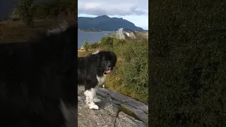 Atlantic Road 🌉  (17 August 2021) #Dethan #Newfoundland #Landseer #Newf #NewfoundlandDog