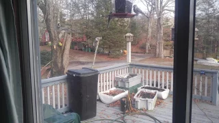 Squirrel vs. electric fence