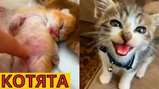 забавные котята | милые котята 😍🐈