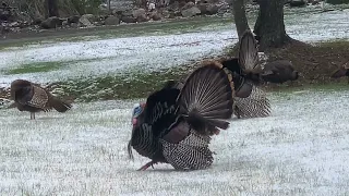 Thanksgiving turkey dinner is on 🤩(感恩节火鸡🦃️大餐开屏了）