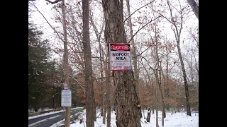 Bigfoot caught by camera set-up shows one holding a red apple offering, Mom and baby,  swamp emerge!