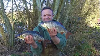 "Specimen Gravel Pit Roach"