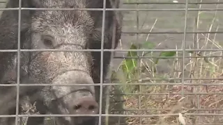 North Austin resident catches feral hog on camera, sniffing around driveways | FOX 7 Austin