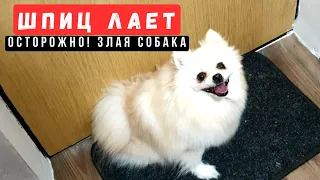 🐾Собака Померанский ШПИЦ лает и не выпускает с квартиры