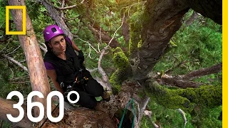 360° Climbing Giants | National Geographic