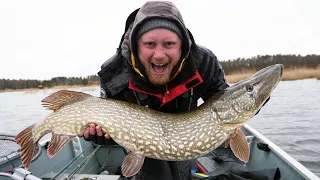 Fiske efter stor gädda på grunt vatten - förleksfiske efter gädda