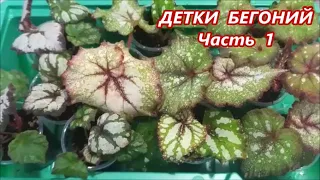 ДЕТКИ 🌺 Бегоний на ПРОДАЖУ почтой