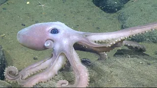 Meet the Animals of Endeavour Hydrothermal Vent Field  | Nautilus Live