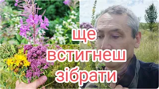 Лікарські трави, липень і серпень. Сезон збирати лікарські рослини. Для здоров'я, дешево і просто.