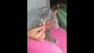 Cat eat cucumber. Кот с бадуна ест огурец!!!