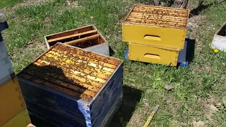 Расширение пасики,  делением пчелиных семей пополам