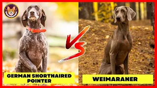 German Shorthaired Pointer VS Weimaraner :  Which Dog Is Better for Hunting? DogDingDa