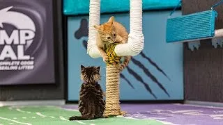 The Bengals Big 4th Down _ Kitten Bowl III