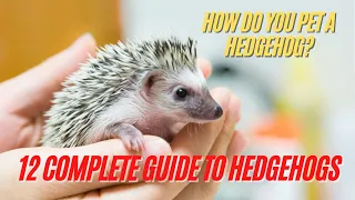 Hedgehog | How Do You Pet a Hedgehog - 12 Complete Guide to Hedgehogs | Hedgehog Care Tips