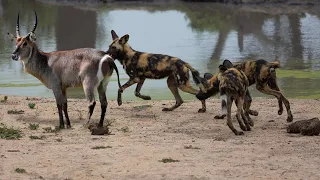 Wild Dog Hunting Waterbuck