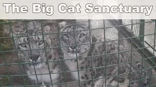 My Visit To 'The Big Cat Sanctuary' | Hand Feeding Snow Leopards, White Tigers and Jaguars