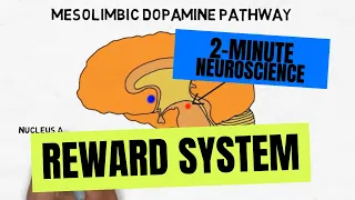 2-Minute Neuroscience: Reward System